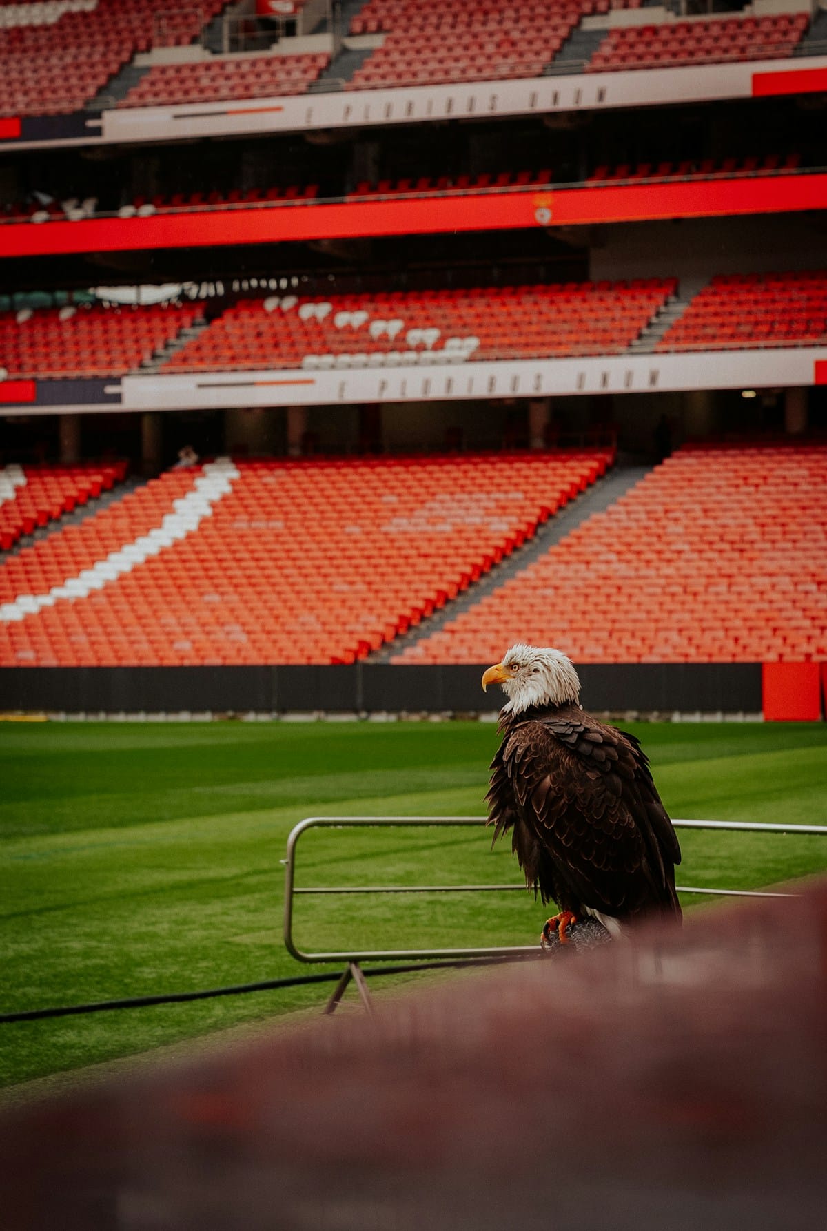 Benfica SAD's €65M Subscription Closes With 4,800+ Savers In the Book — 4.65% Coupon Rolls the 2023 Maturity and Sets a New Benchmark for Football Paper in Lisbon