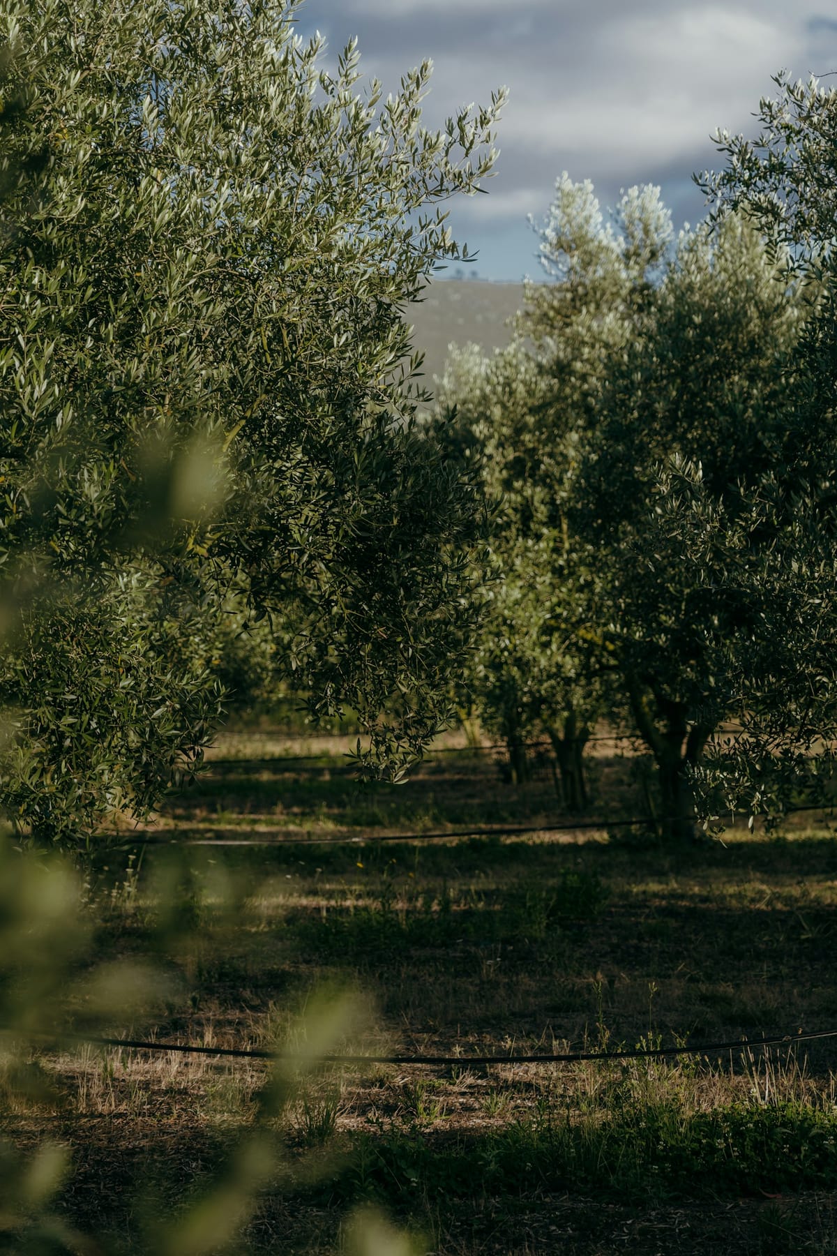 Portugal's 2025–2026 Olive Oil Campaign Closes at 160,000 Tonnes — Production Has Quintupled in 26 Years and Is Worth €700 Million as CEPAAL Pushes a Portuguese Brand to Reclaim the Margin That Currently Flows to Spanish and Italian Bottlers