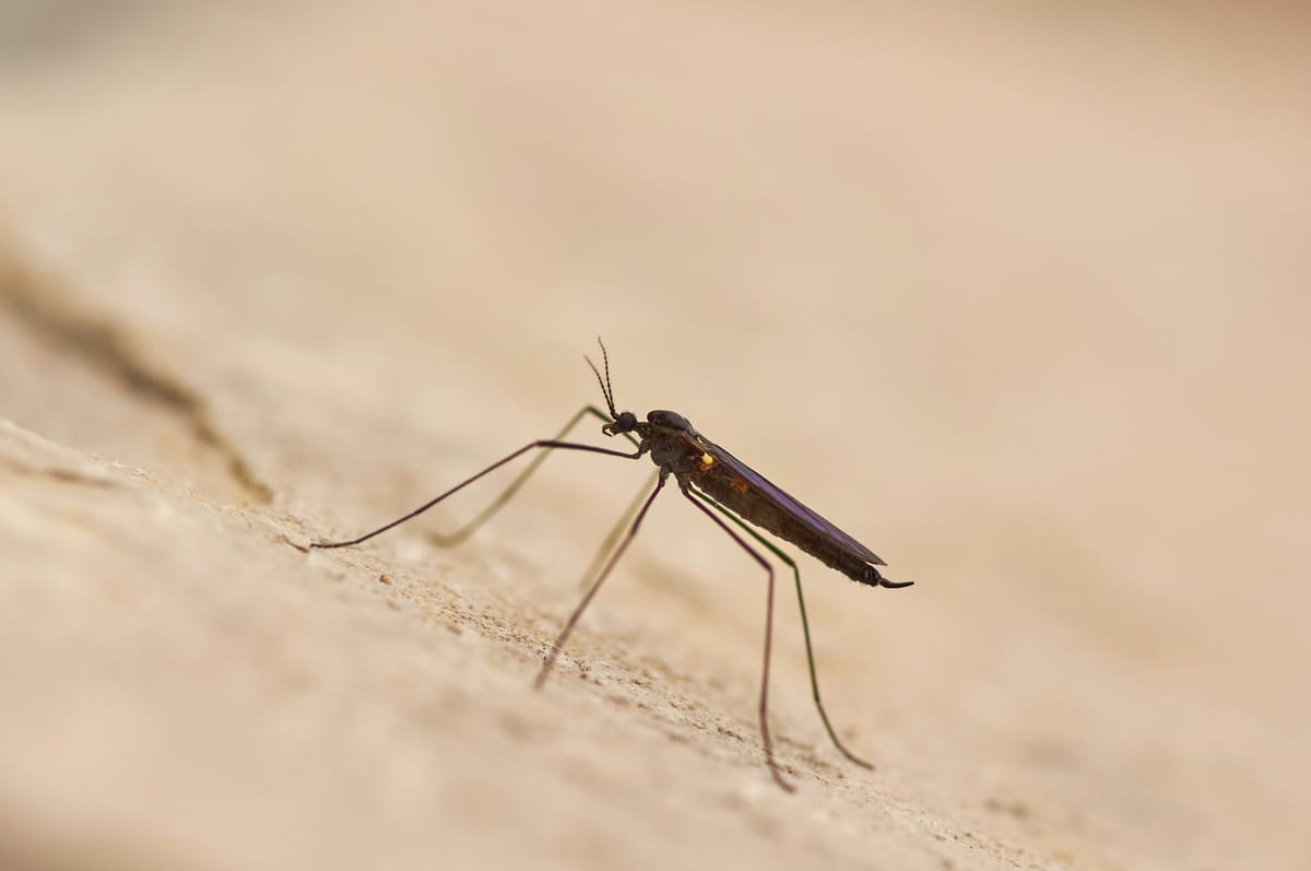 INSA's 2025 REVIVE Report Puts Aedes albopictus in 28 Mainland Municipalities — Lisboa, Oeiras, Almada and Sesimbra Join the Tiger-Mosquito Footprint as Dengue Serotype 2 Persists in Madeira's Aedes aegypti