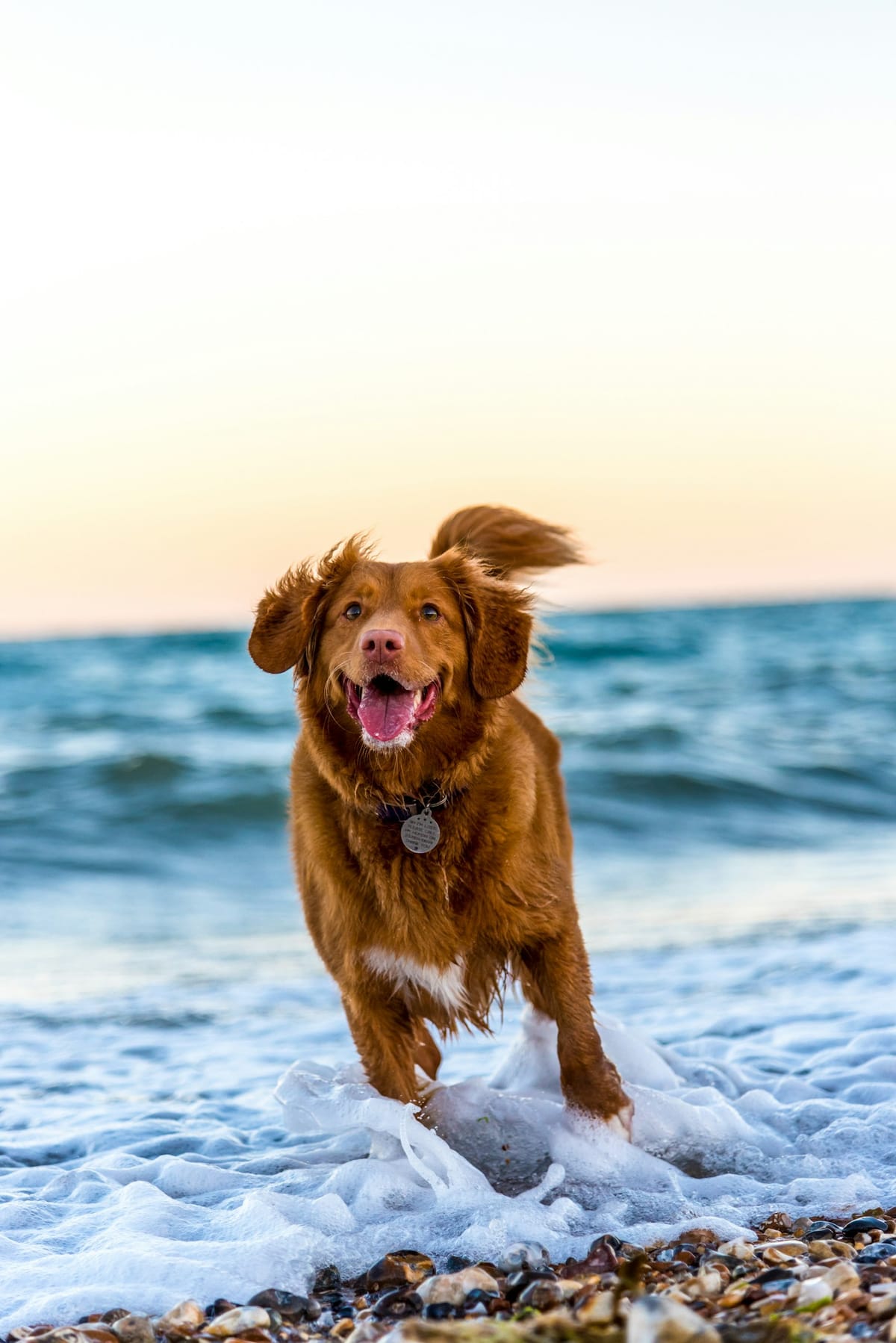 Moving to Portugal With a Dog, Cat or Ferret in 2026 — A Practical Guide to ISO Microchips, the 21-Day Rabies Wait, the EU Annex IV Certificate, the Lisbon-Porto-Faro Pontos de Entrada and the 48-Hour DGAV Notice of Arrival