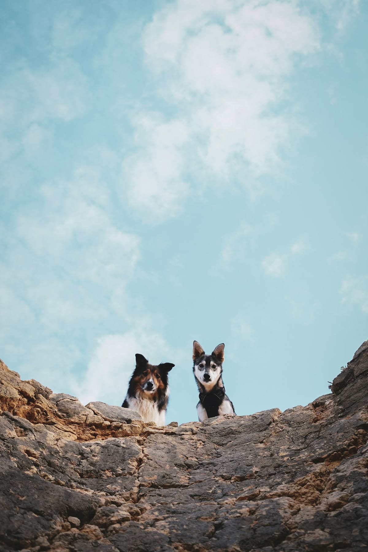 Bringing a Pet to Portugal in 2026 — A Field Guide to SIAC Microchip Registration Under Decreto-Lei n.º 82/2019, the EU Pet Passport, the 21-Day Rabies Window, the DGAV PEV Arrival Notification and the Vet Calendar for Dogs, Cats and Ferrets