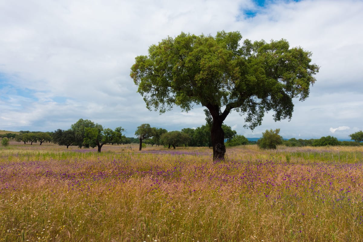 Portuguese Cork Sector Guards Its 50% Slice of Global Raw Production as Apcor Weighs Climate Pressure on the Alentejo Montado — 59% of Stands Now Show No Natural Regeneration in Frontiers Research