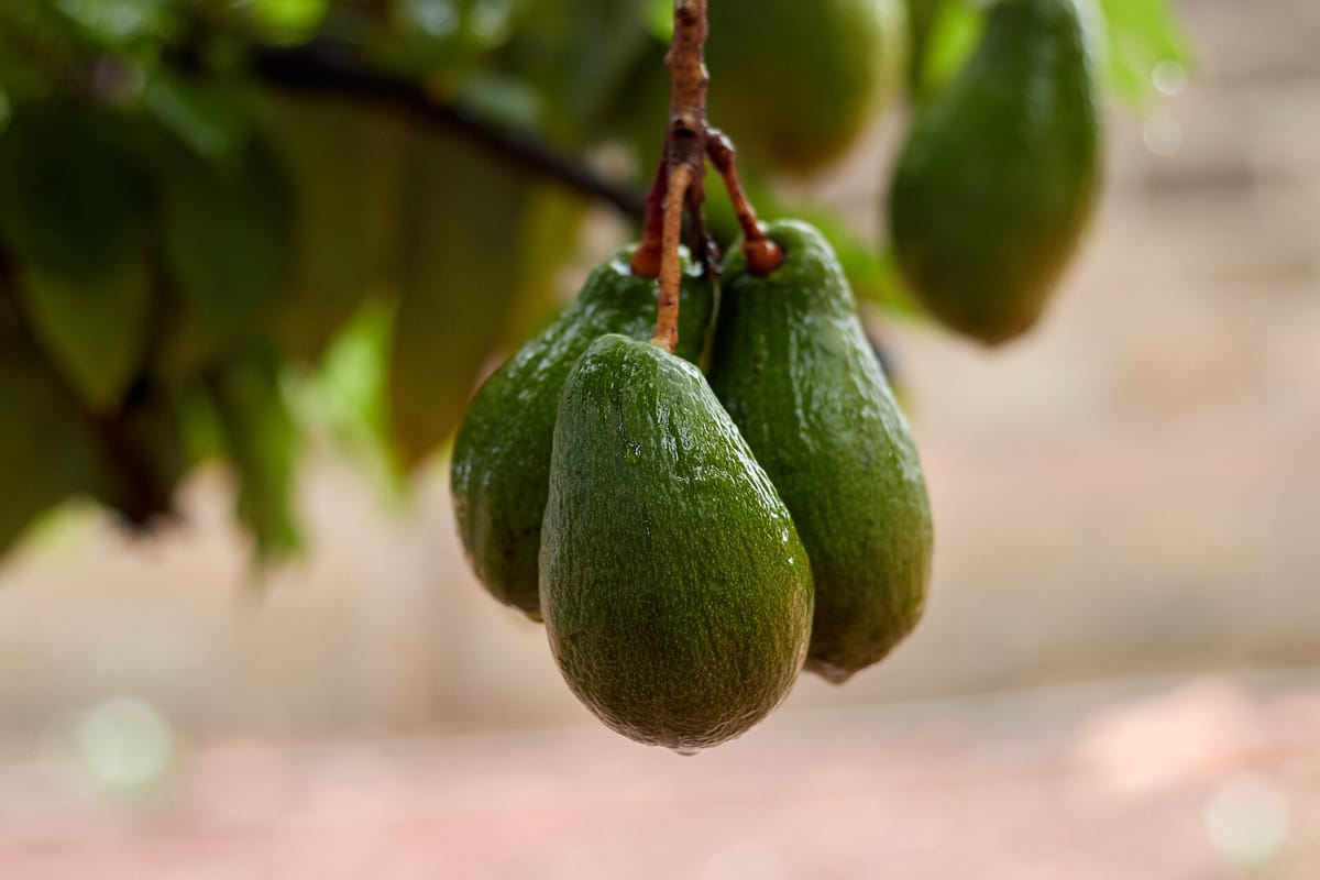 From Avocados to Mango and Azorean Coffee, a Warming Portugal Turns Increasingly Tropical as Traditional Orchards Struggle