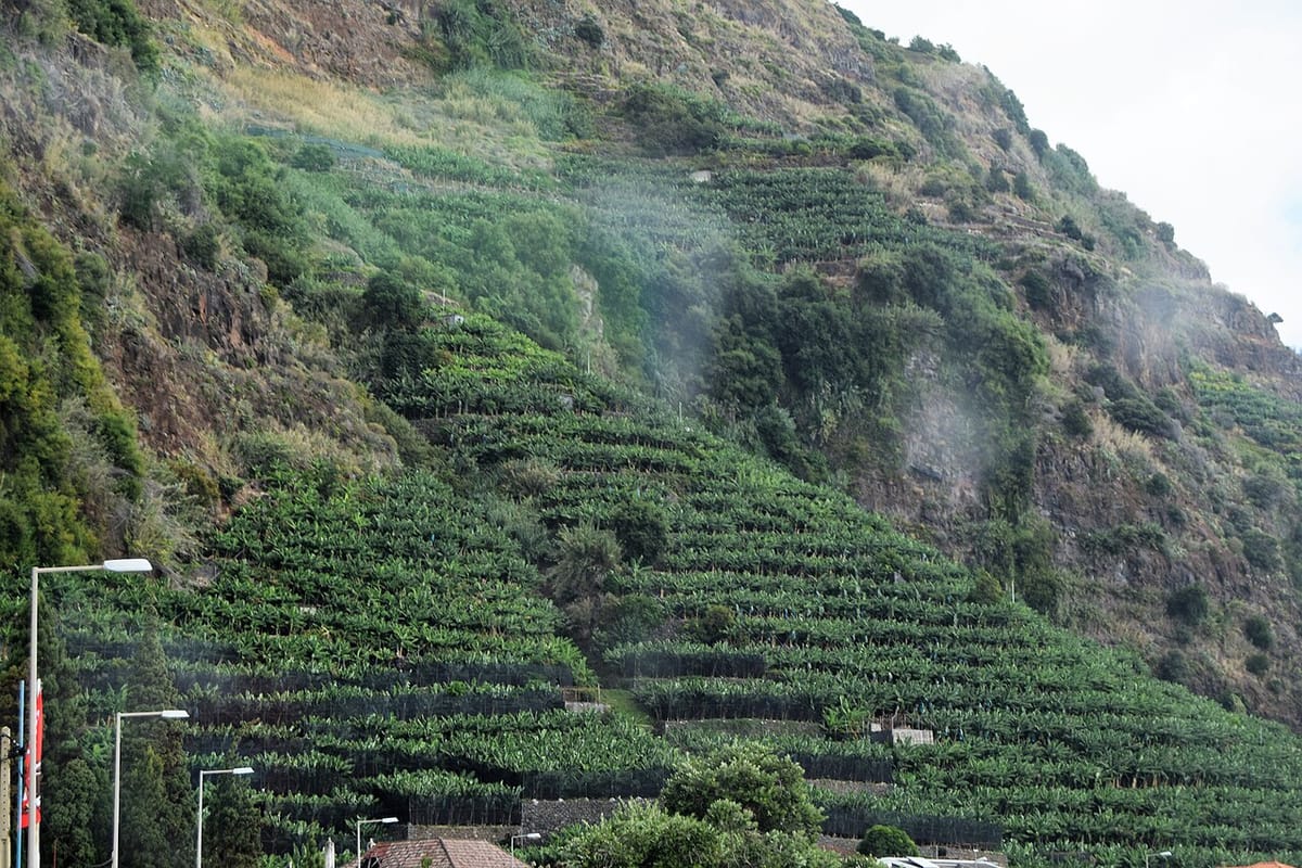 Madeira's Banana Growers Press GESBA for 40 to 50 Cents More per Kilo as the Regional Fair Reopens an Old Price Fight