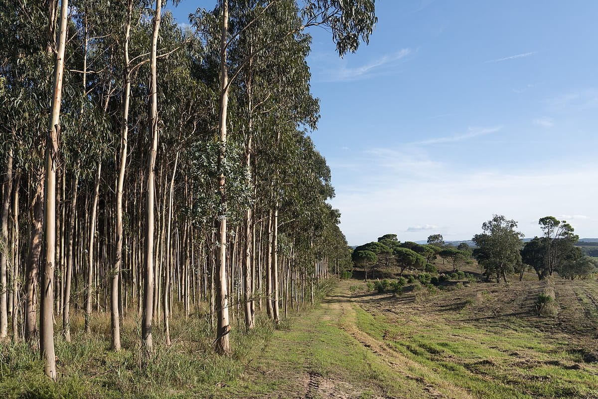 A Forestry Movement Accuses the Government of Bankrolling Eucalyptus as Wildfires Sweep Europe