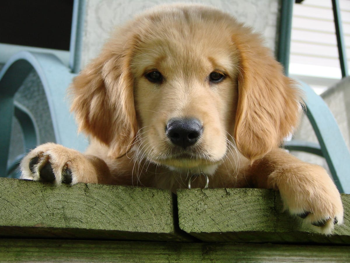 Sonae's Musti Acquires ICA's Three Gaston Pet Stores in Sweden and Folds Them Into Arken Zoo
