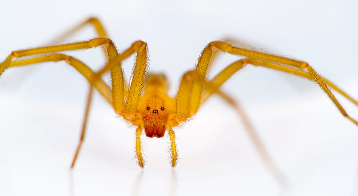 A Venomous Chilean Recluse Spider Turns Up in Porto, a First for the Iberian Peninsula