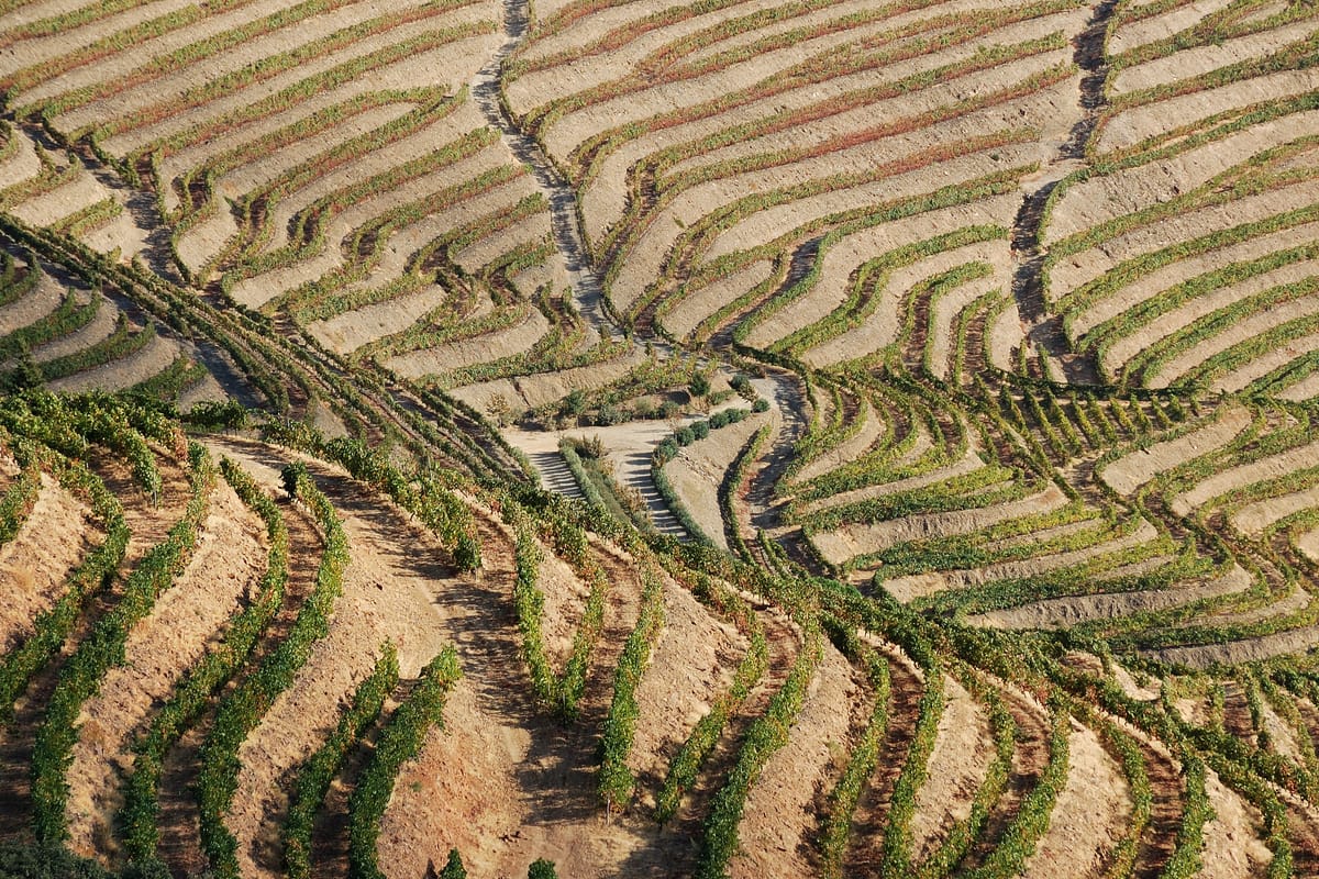 Portugal Gives Wine Its Own National Day as the Vine and Wine Institute Turns Forty