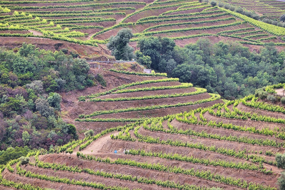 Portugal Drinks More Wine While the Rest of the World Cuts Back: Global Consumption Falls to a 1957 Low, Leaving a Three-Year Surplus