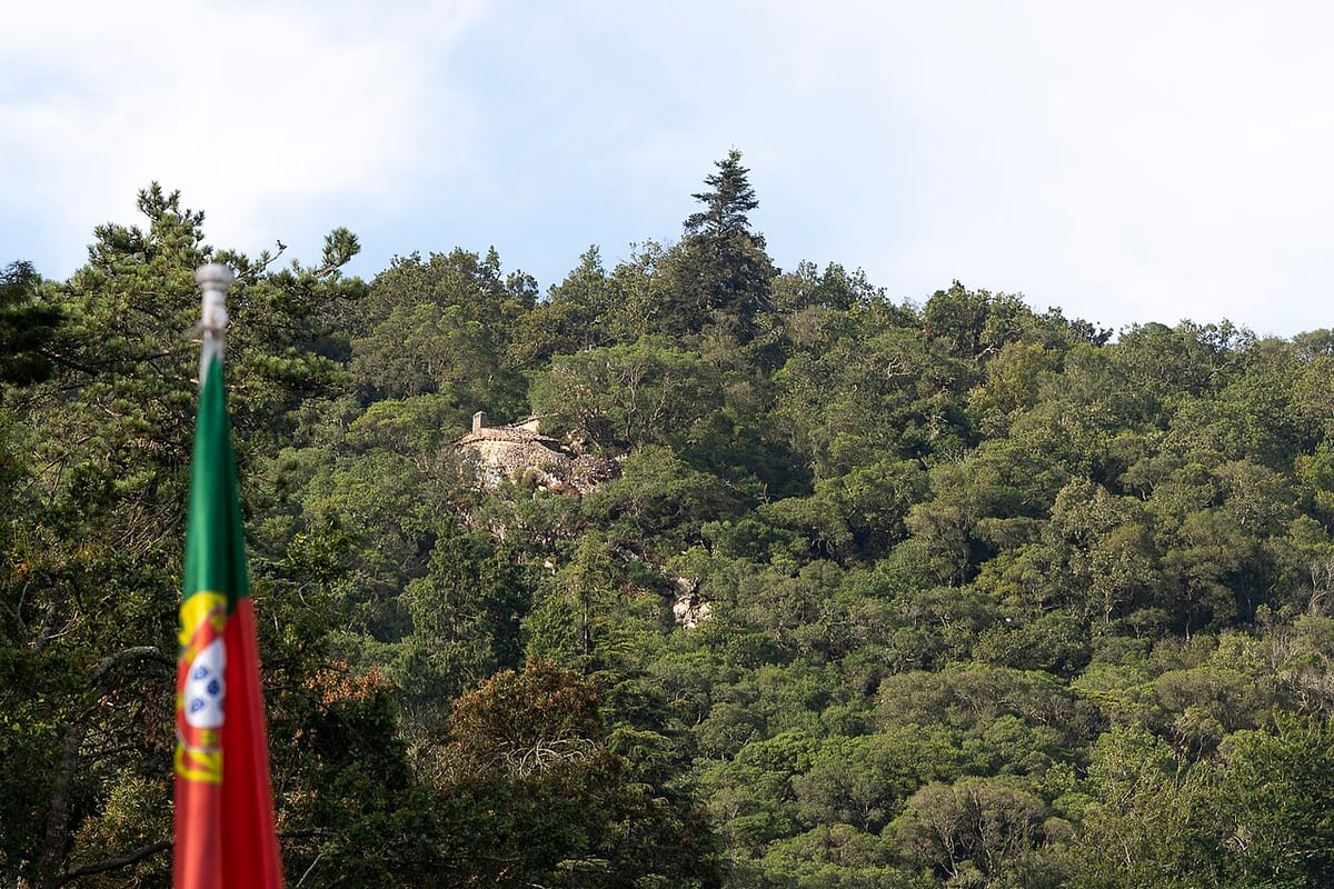 The Buçaco Forest Earns Certification as the Iberian Peninsula's First Therapeutic Forest, to Be Formalised on 17 July
