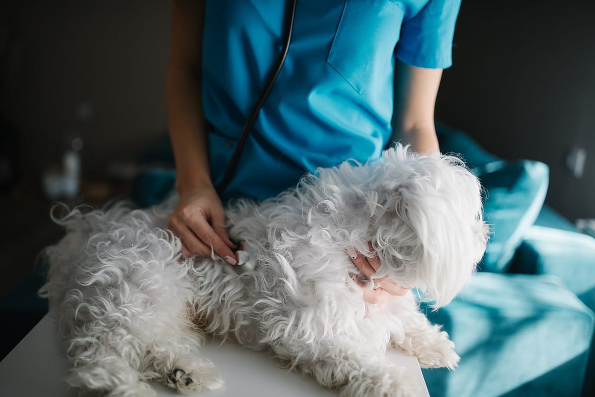 Portugal's Veterinarians Press Parliament to Cut the 23% VAT on Pet Care Toward 6%