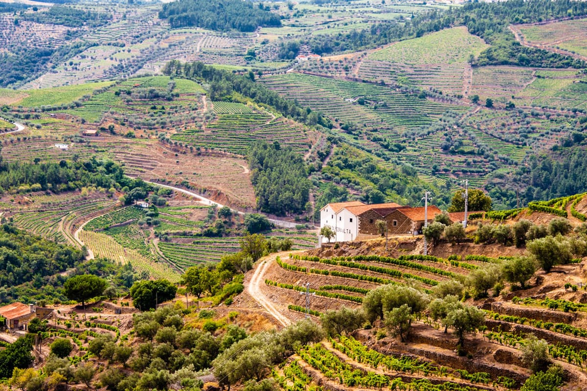 A Bumper Harvest Looms Over a Douro Wine Region Facing Its Worst Crisis in Decades