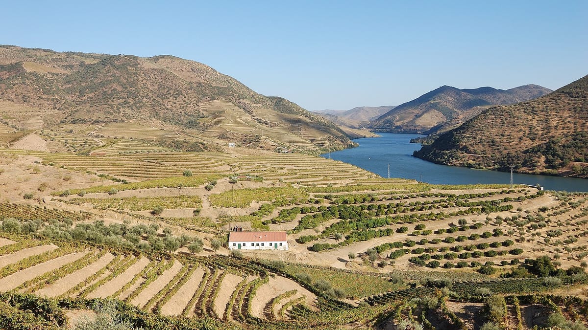Portugal's 2026 Grape Harvest Is Forecast to Grow 12%, With the Douro Reclaiming Its Place as Top Region