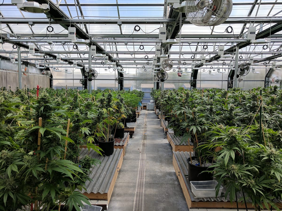 Portugal Exported 66 Tonnes of Medicinal Cannabis in Six Months, Almost as Much as in All of Last Year
