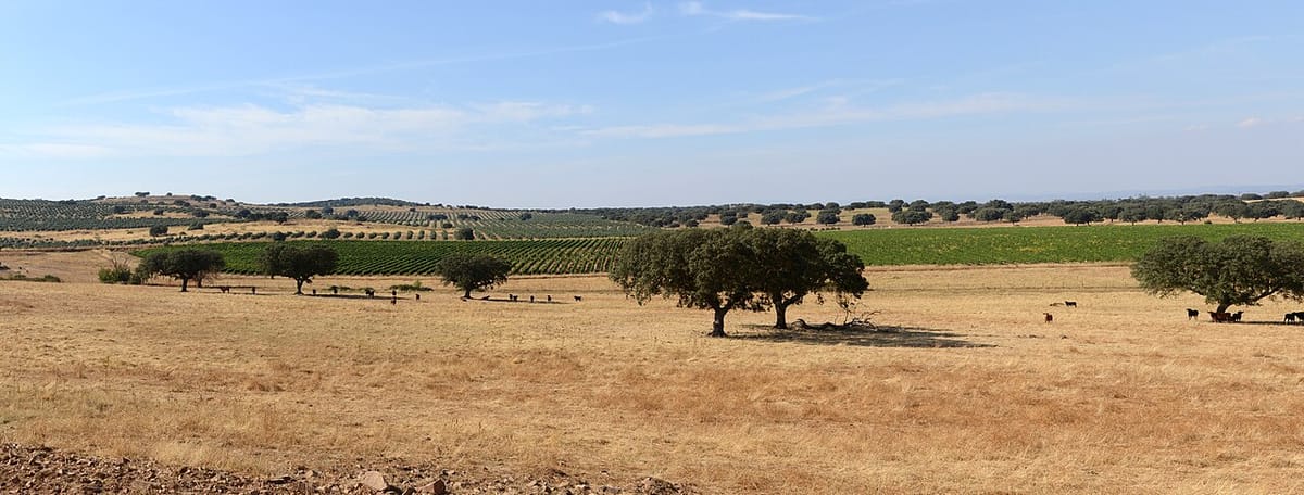 Portugal Pulls Farm Support Payments Forward to September, Advancing €138 Million to 134,000 Producers