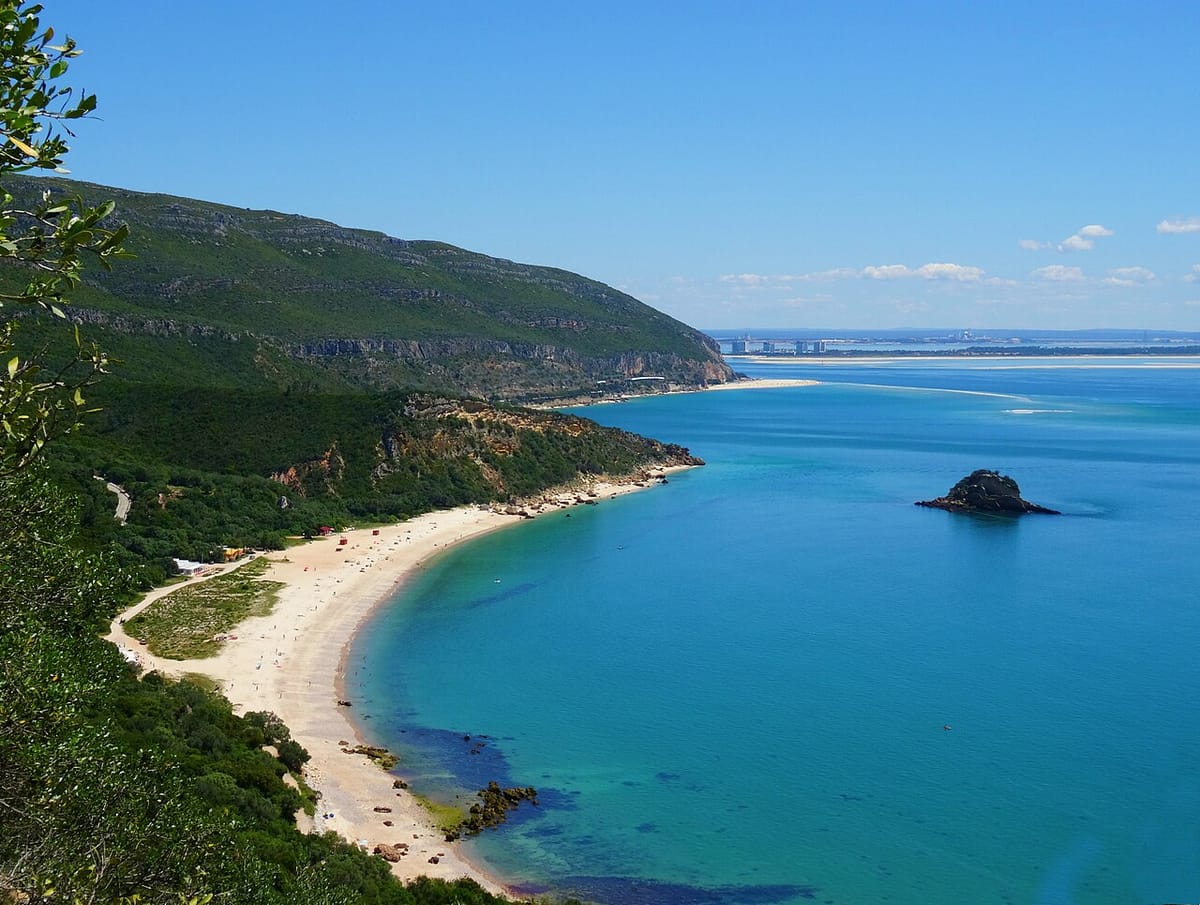 Wild Boars Are Roaming Arrábida's Beaches and Setúbal's Streets, and Residents Say the Problem Is Out of Control