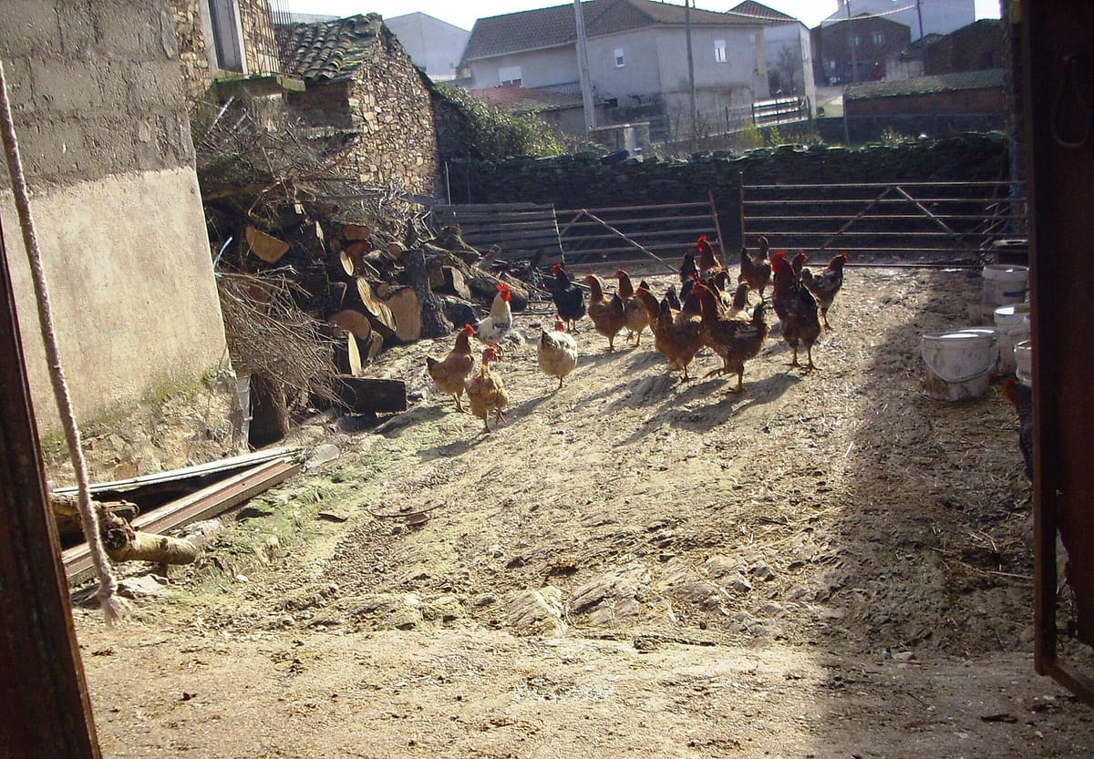 Keeping Chickens and Other Small Livestock in Portugal in 2026: A Practical Guide to the Three-CN Ceiling on Detenção Caseira, the 4.50 Euro Registration, the Flock Declaration Due by 30 September, and the Bird-Flu Rules That Can Confine Your Hens