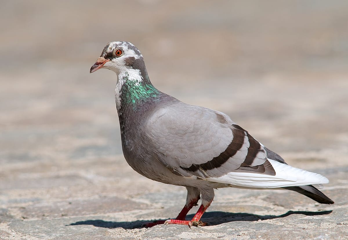 The Azores Halt Pigeon Hunting and Bird Fairs Over a Newcastle Disease Outbreak