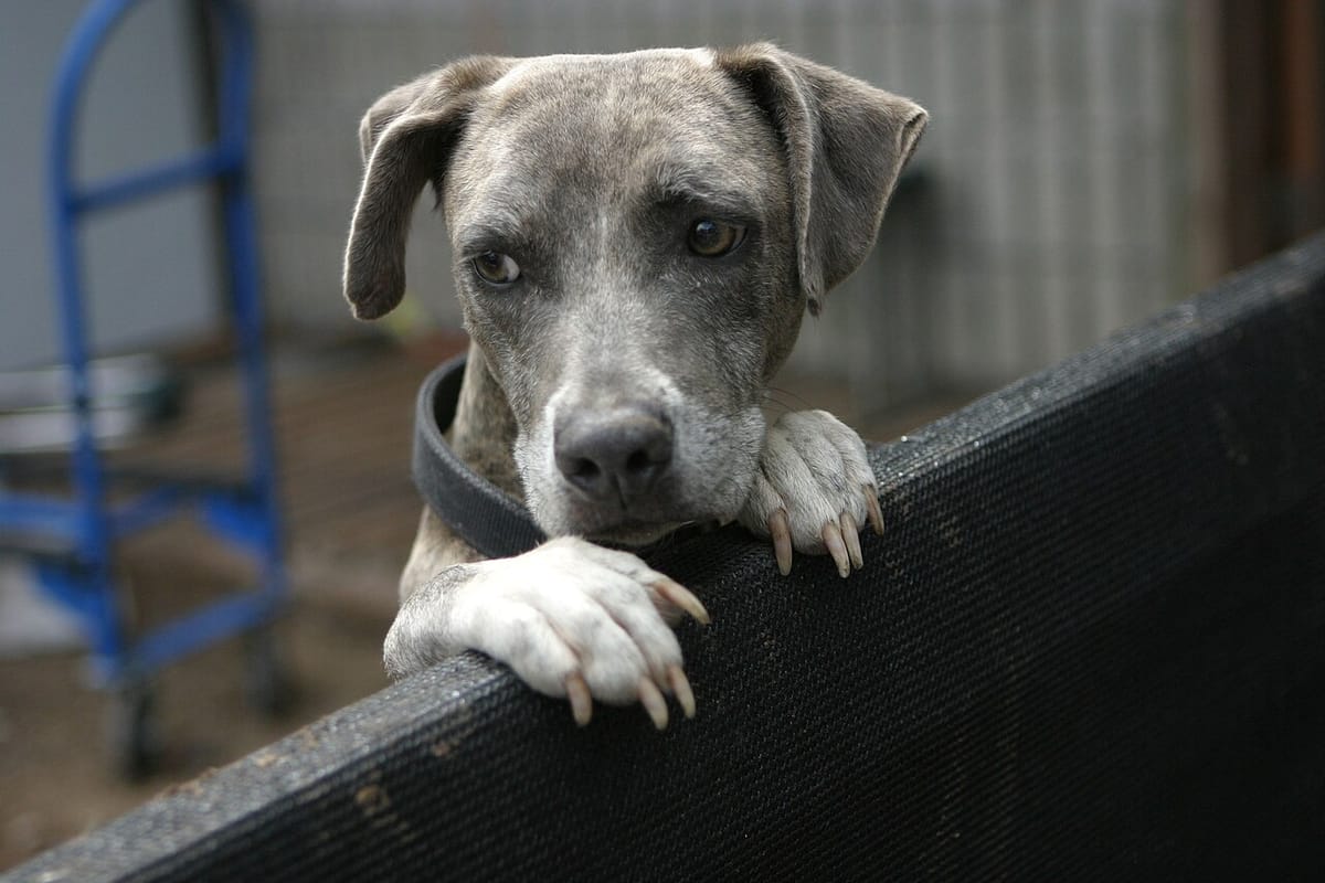 Portugal's GNR Recorded 471 Animal-Cruelty and Abandonment Crimes in the First Half of 2026, Peaking Over the Summer