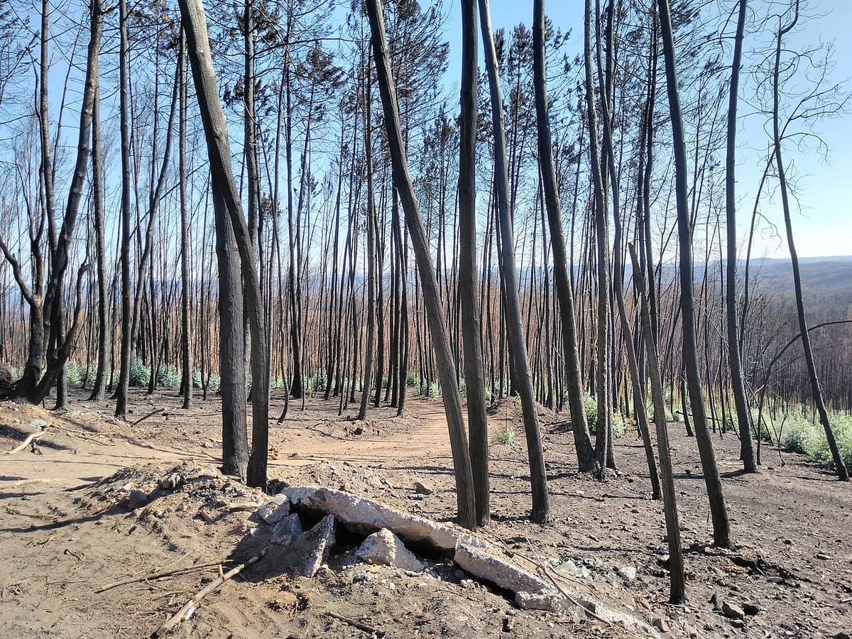 A Fire That Started at Mouriscas on Saturday Afternoon Crossed Into Mação by Nightfall, Drawing 578 Operatives on the Eve of the Rain