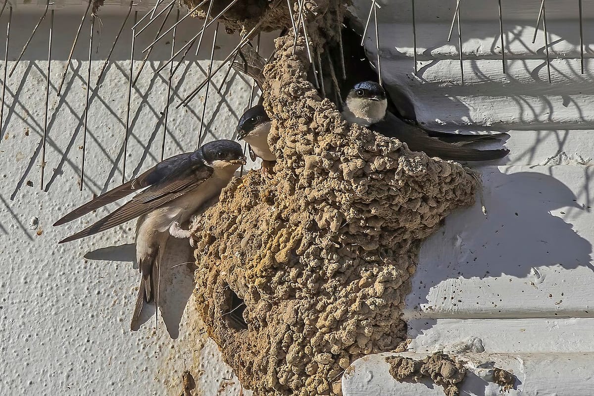 Requests to Remove Protected Swallow Nests Grew 14% Last Year, With the Algarve's Nearly Tripling