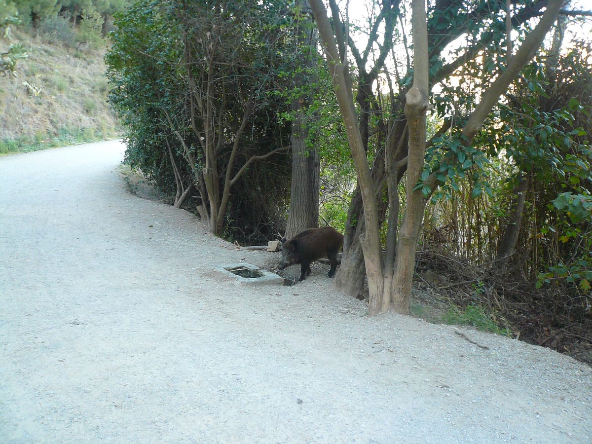 Portugal Is Preparing to Pay Hunters for Every Wild Boar They Shoot, and Eleven Médio Tejo Councils Have Already Asked to Go First
