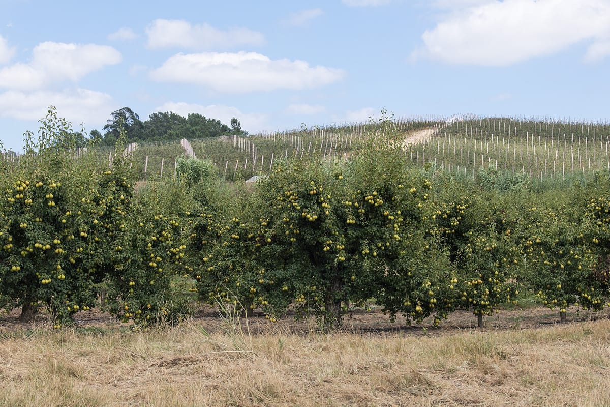 Portugal Moved the Deadline for Fruit and Vegetable Funding Programmes to 30 September, Four Days Before the Old One Fell