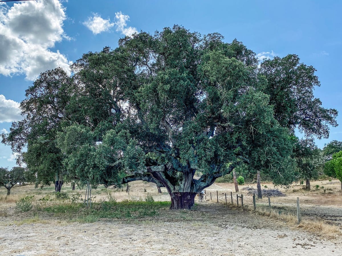 E-Redes Stands Trial in Arouca Over 63 Felled Cork Oaks, a Case Prosecutors Had Tried to Close