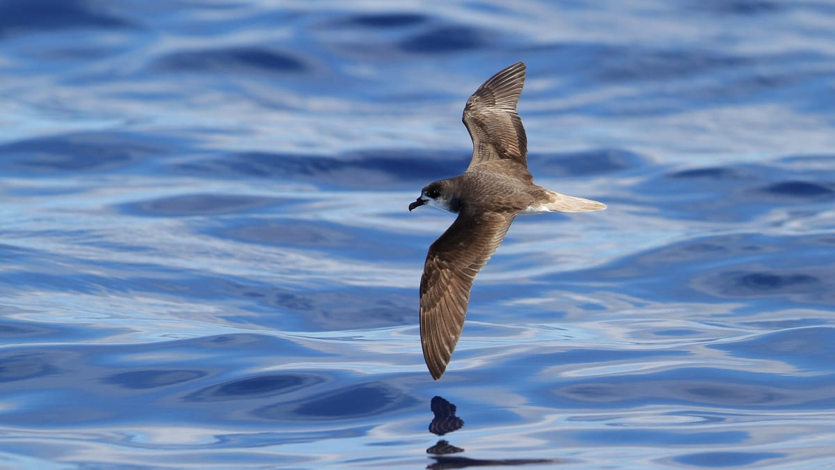 SPEA Wants Madeira Dark From 20:00 to 23:00 on Sunday, When Young Zino's Petrels Leave the Mountains for the Sea