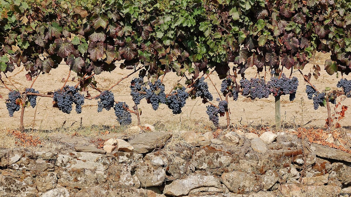 The Douro's 12 Million Euro Non-Harvest Payment Lands at 1,125 Euros a Hectare, With One Fifteen-Day Window and Drones to Check the Grapes Are Still There