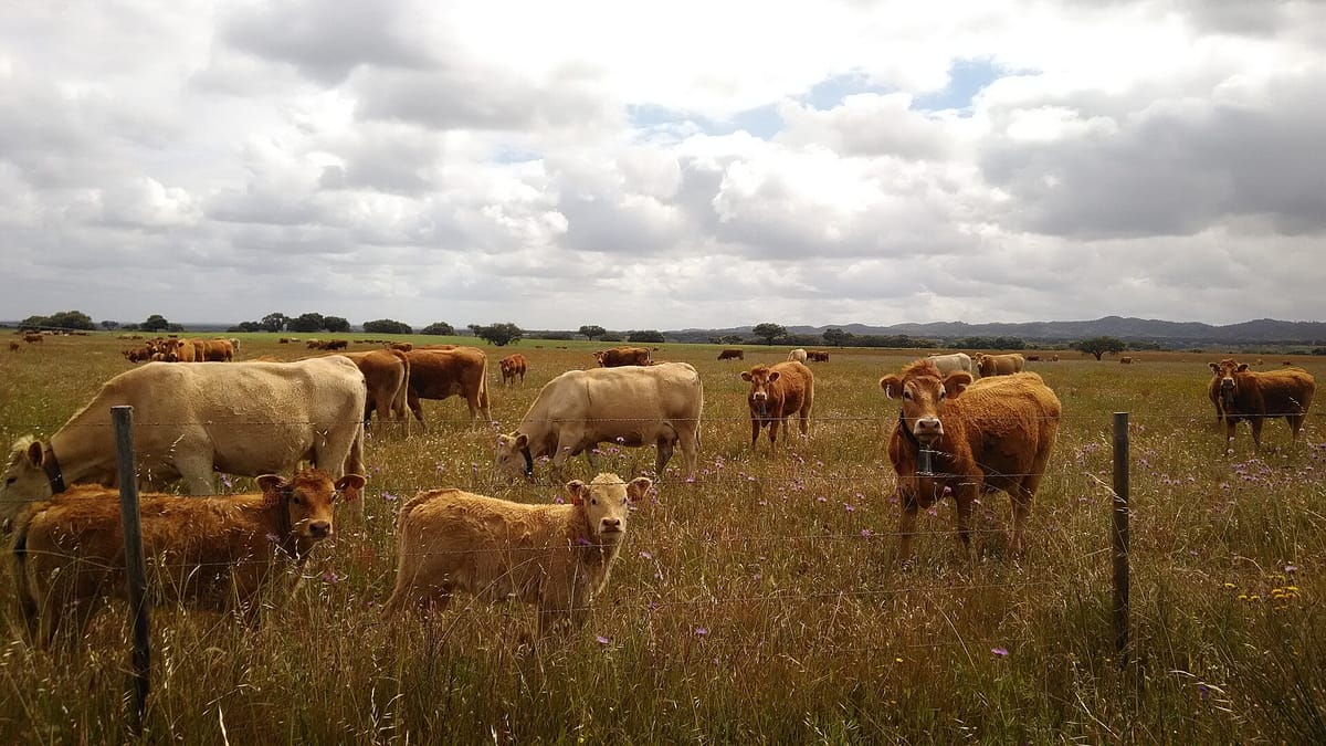 A Cattle Virus Never Before Seen in Iberia Has Reached Seven Spanish Farms, and Portugal's Veterinary Authority Asks for Suspected Cases to Be Reported