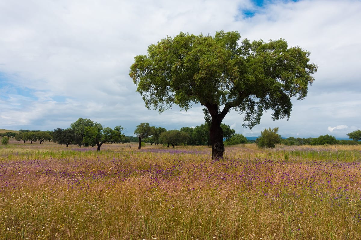 Évora Prosecutors Charge 13 Over Alleged Fake Invoices for EU Forestry Aid, and Seek 16 Million Euros in Forfeiture