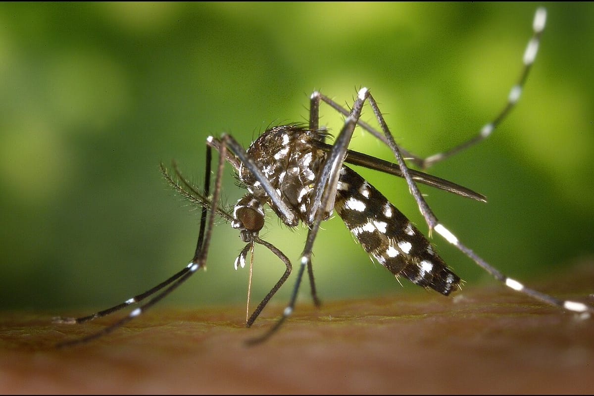Tiger Mosquito Reaches Braga and Amares, With No Local Disease Transmission: What Residents Should Do About Standing Water