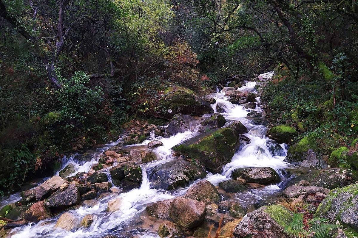 UN Biodiversity Summit Gets Under Way in Yerevan With Just One of 23 Nature Targets in the Top Band, as Zero Presses Portugal on Restoration Money