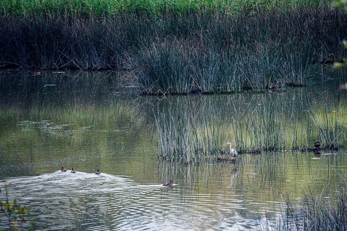 Coimbra Region Wins 1.56 Million Euros From the EU to Clear Invasive Water Primrose From the Mondego Basin, One of Five LIFE Projects Led From Portugal