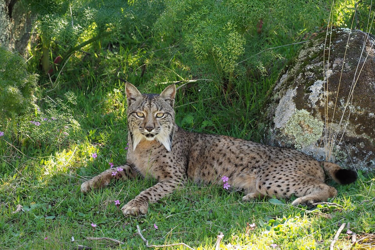 Portugal's Wild Iberian Lynx Population Reaches a Record 394 as the Peninsula Count Hits 2,663