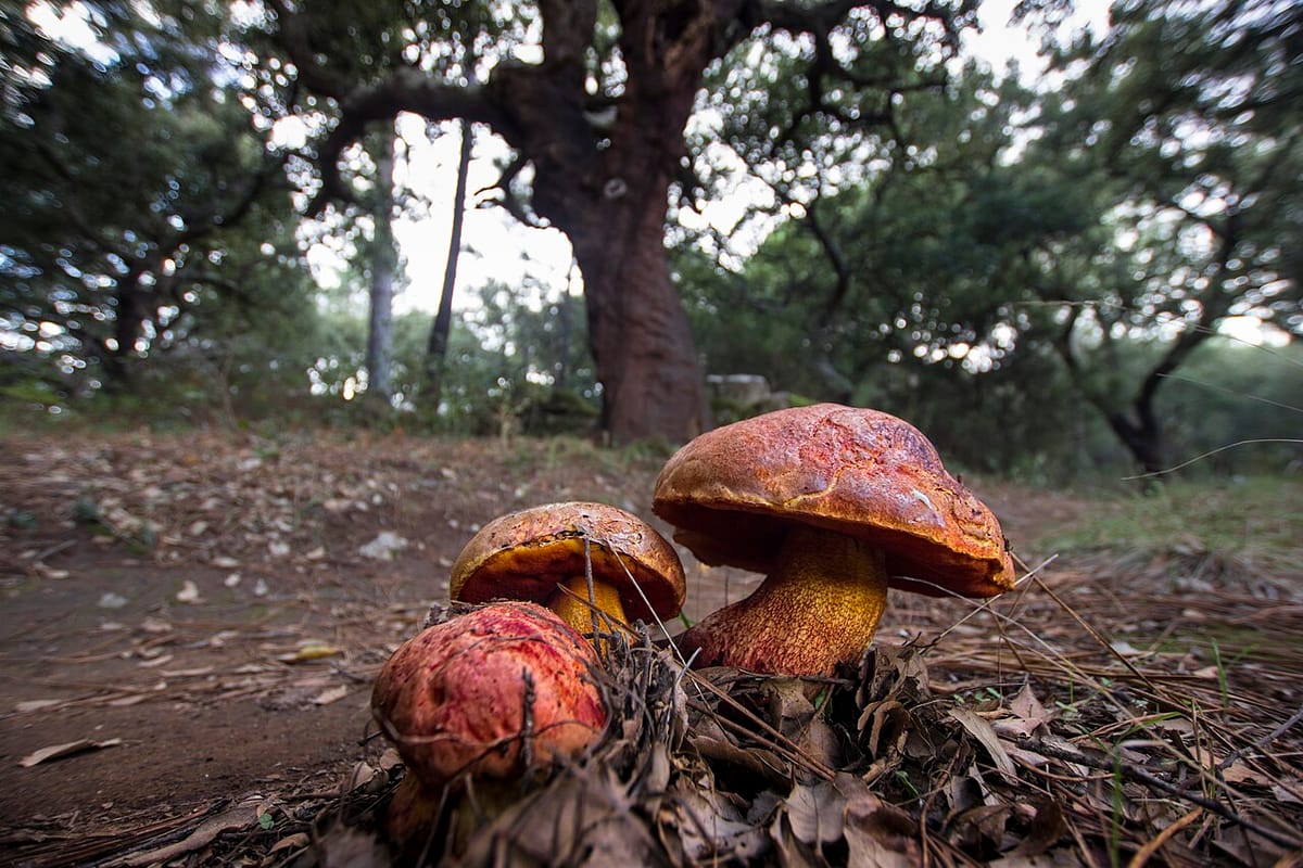 Picking Wild Mushrooms in Portugal