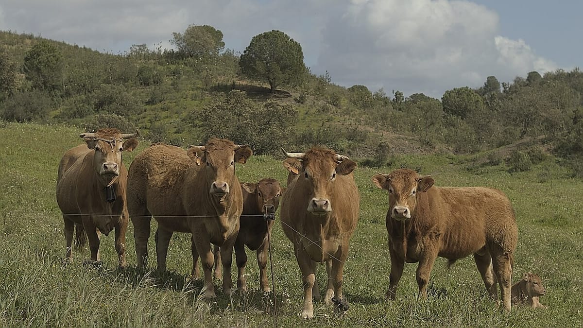 Shamonda Cattle Virus Surfaces on Five Portuguese Farms, From Bragança to Beja, as Vets Issue an Alert