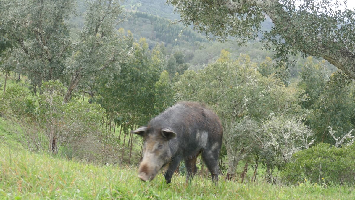 Portugal Will Pay 50 Euros for Every Extra Male Wild Boar Shot and 70 for a Female, in a 500,000 Euro Pilot Across 65 Municipalities