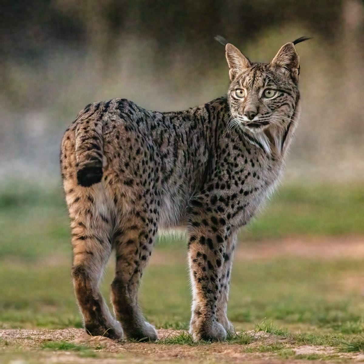 Portugal Sets Aside 1 Million Euros a Year for the Iberian Lynx to 2030, and Gives Itself Until December to Design Compensation for Farmers