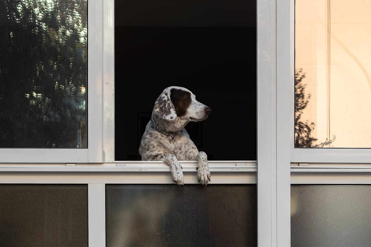 Keeping Pets Permanently Chained or on a Balcony Will Be Banned Under Two Laws Parliament Passed on Wednesday, Along With Pain-Causing Collars