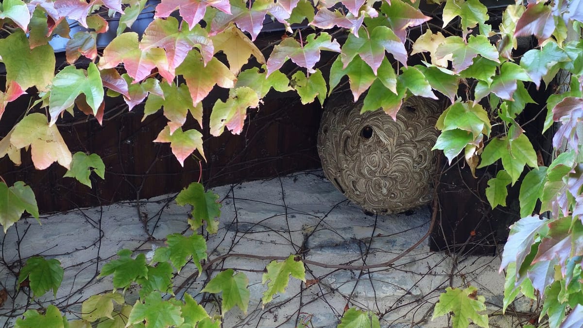 Councils Have Destroyed Asian Hornet Nests in All 18 Mainland Districts This Year: Who Does What, and What to Do if You Find One