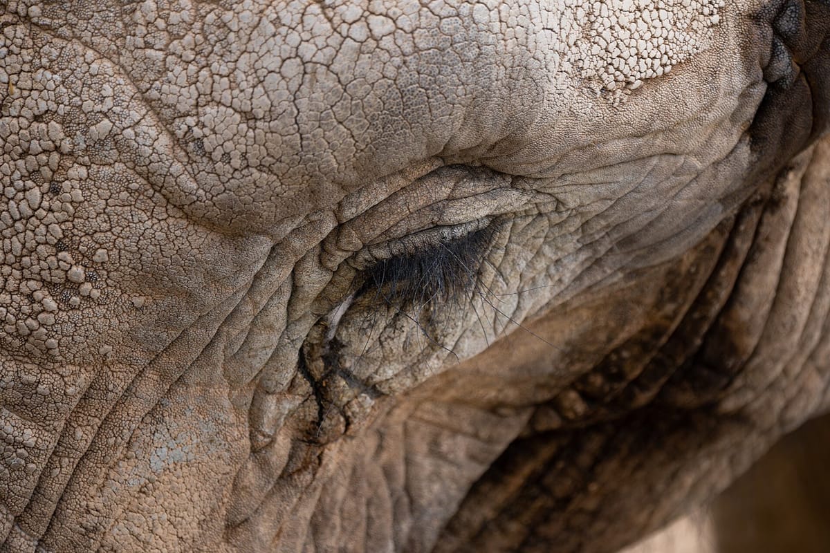 Portugal's Last Circus Elephant Gets a Companion in November, as an Alentejo Sanctuary Readies Kariba for the Trip From Belgium