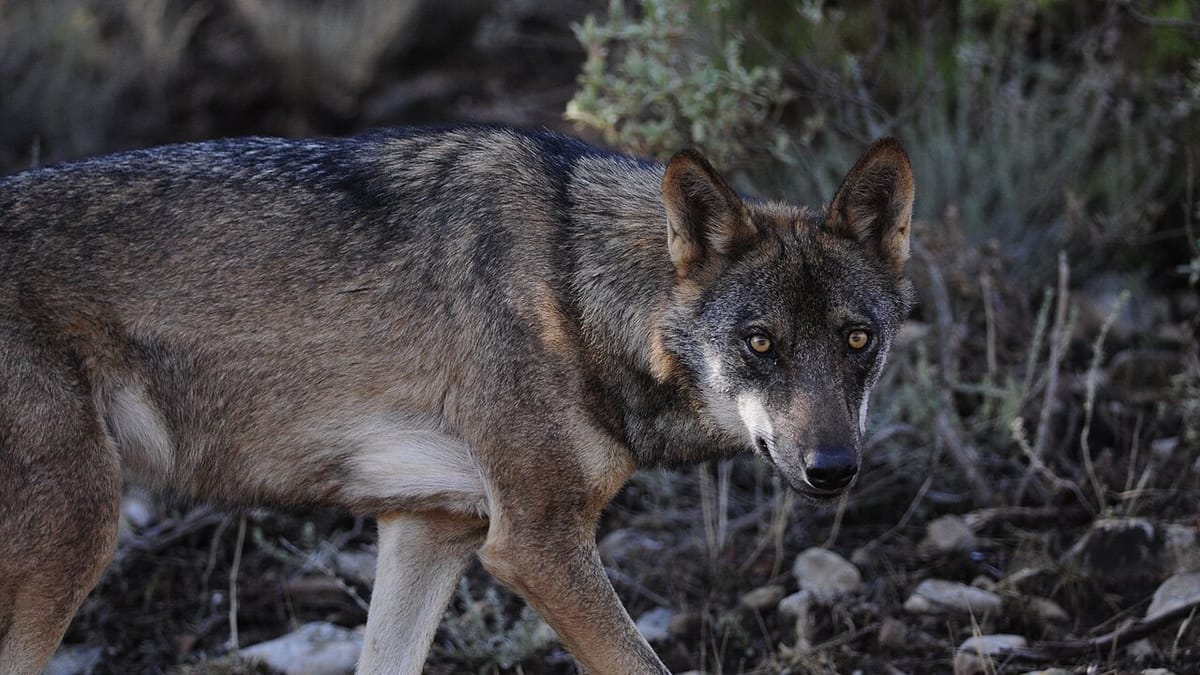 Iberian Wolf Packs Weigh Heaviest as Assessors Reject a 45-Turbine Wind Farm Planned Between Viseu and Guarda