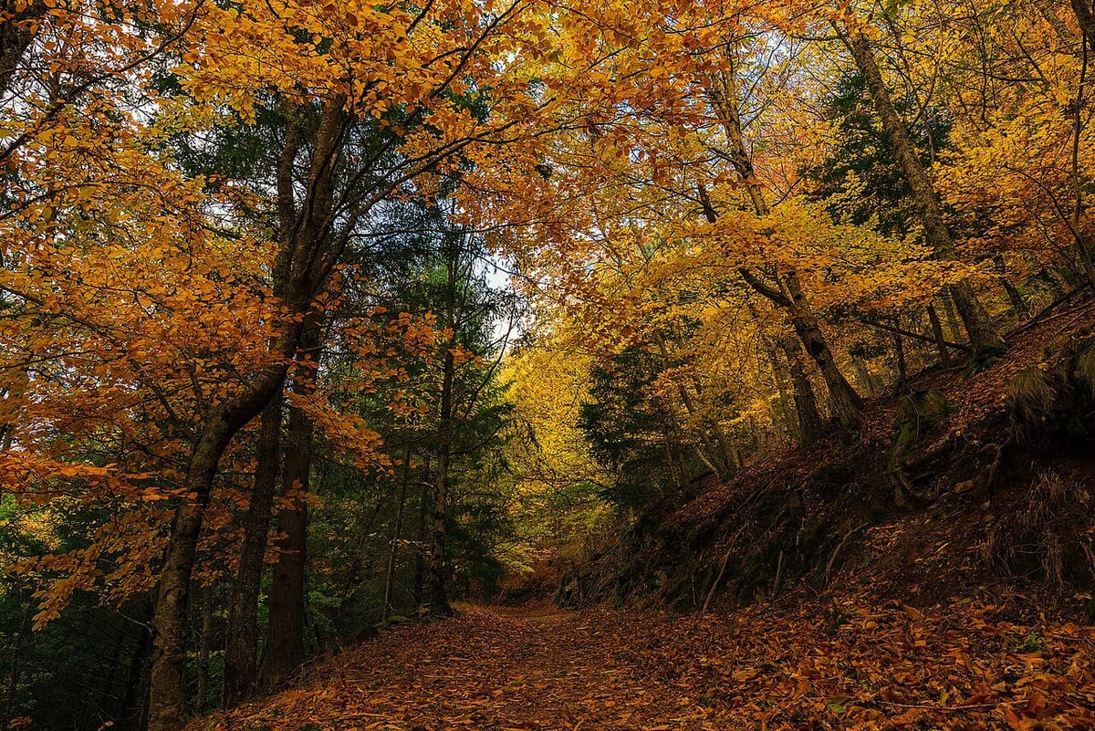 Serra da Estrela Mountain Villages Line Up Chestnut Festivals, Mushroom Walks and a Medronho Fair Through November