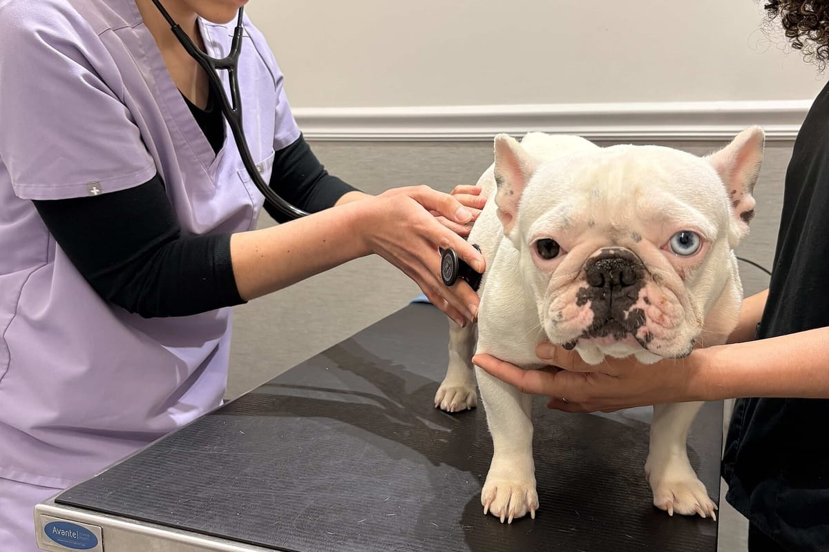 Vets Hand Parliament a Petition to Cut VAT on Pet Care From 23 to 6 Percent: What a Vet Bill Costs Now and Why 7,500 Signatures Matter