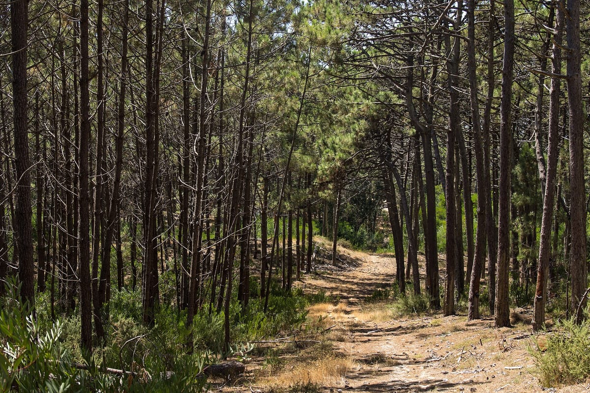 Replanting Forest Can Now Earn Carbon Credits in Portugal, as the Voluntary Market Widens Beyond New Planting With 977 Credits on Sale