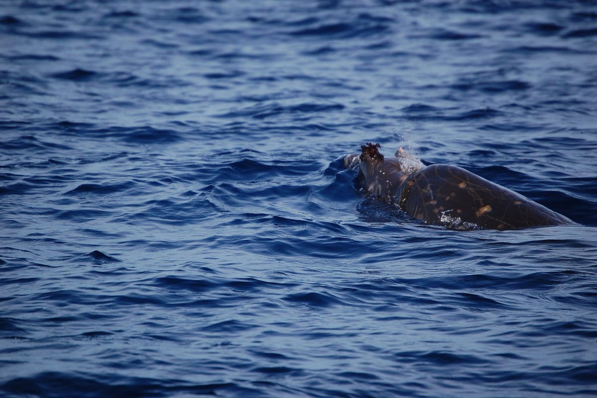Scientists Off Madeira Fit a Satellite Tag to a Blainville's Beaked Whale, a Deep-Diving Species Rarely Seen There