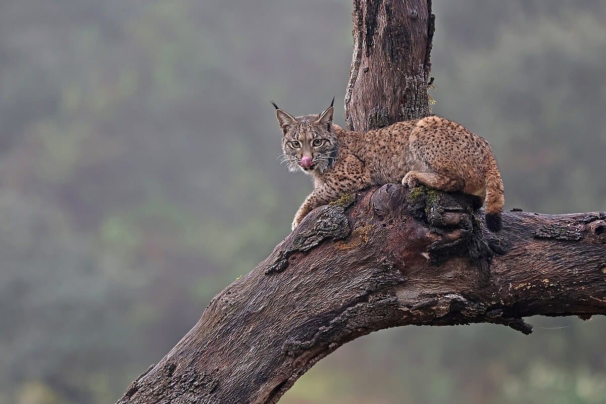 Lynx and Sardine Recoveries Prove Nature Can Bounce Back in Portugal, but Fossil-Fuelled Transport Holds It Back, WWF Finds