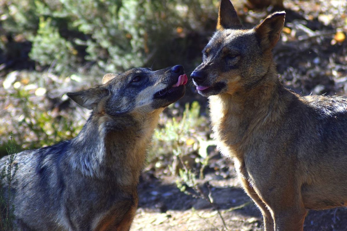 Farmers Will Get Help Paying for Guard Dogs and Fences Against Wolf Attacks, Once the ICNF Draws Up a Timetable Within 30 Days